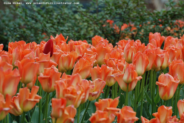 tulips-peach-0037-scill-600w