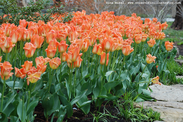 tulips-peach-0038-scill-600w