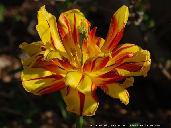 tulips-yellow-red-zoo-600w-scill-0644