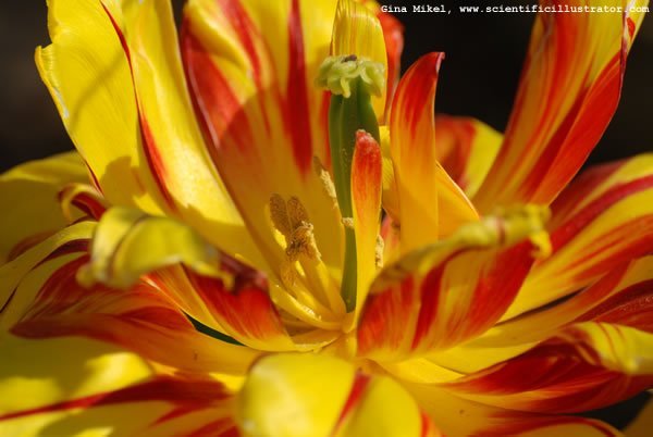 tulips-yellow-red-zoo-600w-scill-0645