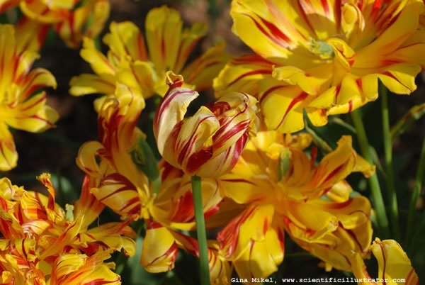 tulips-yellow-red-zoo-600w-scill-0647