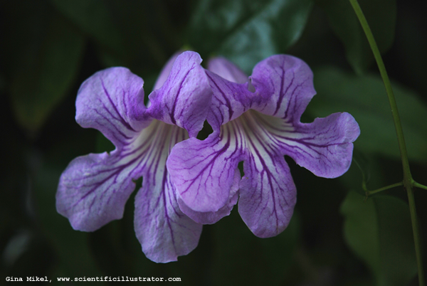 violet-trumpet-vine-0792-600w-scill