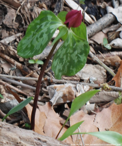 wake-robin-wildflower-powder-valley-0315-600w