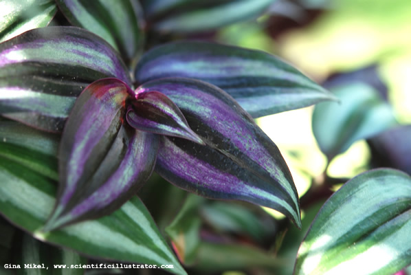wandering-jew-tradescantia-zebrina-600w-scill
