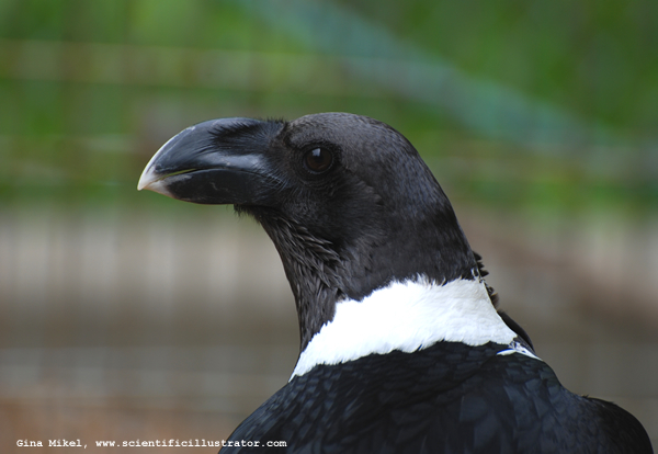 white-necked-raven-0459-600w-scill