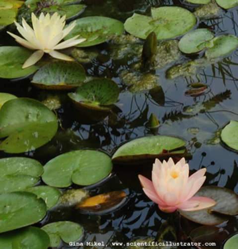 white-water-lilies-2-600w-scill