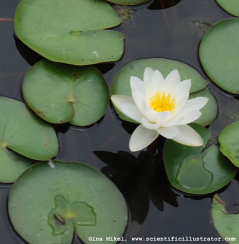 white-water-lilies-4-600w-scill