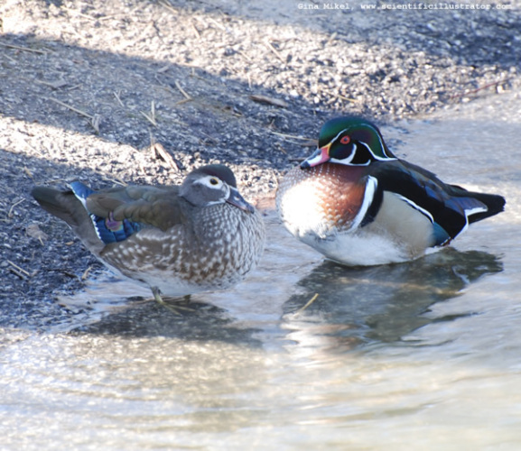 wood-duck-0191-600w
