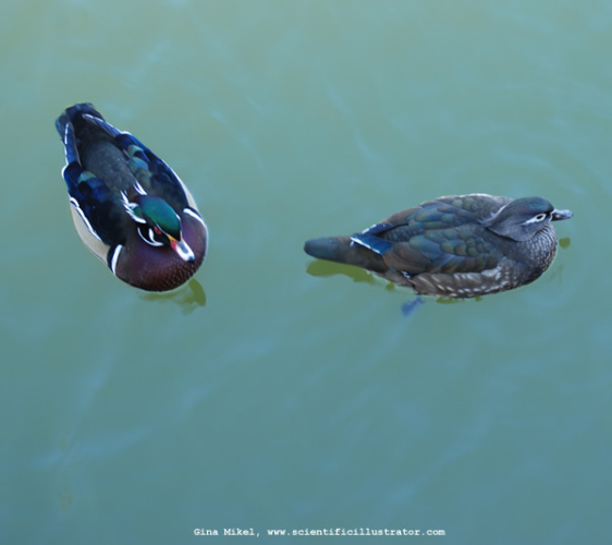 wood-duck-0204a-600w