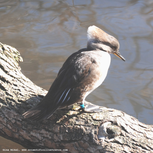 wood-duck-0205a-600w