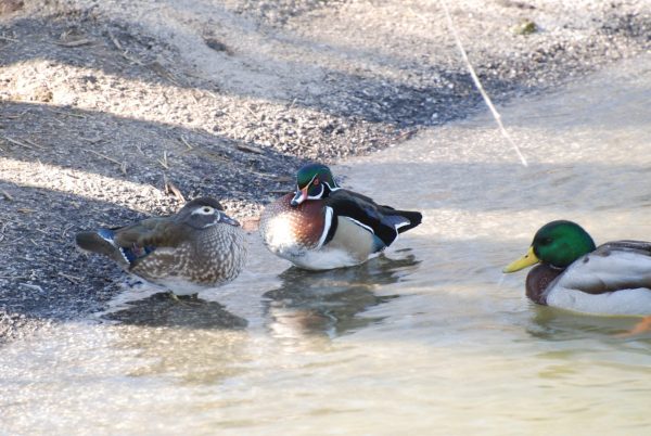 wood-duck-0213-600w-scaled