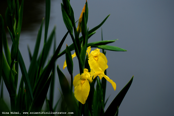 yellow-irises-0760-600w-scill